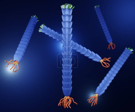 Photo for Schematic illustration of filamentous M13 phage virus structure 3d rendering - Royalty Free Image