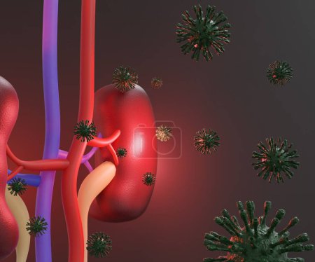 Téléchargez les photos : Human kidney organ infected by virus 3d rendering - en image libre de droit