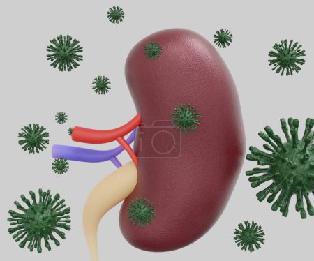 Téléchargez les photos : Human kidney organ infected by virus 3d rendering - en image libre de droit