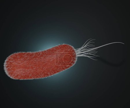 Foto de Isolated Pseudomonas aeruginosa is a common encapsulated, rod-shaped bacterium that can cause disease in plants and animals, including humans 3d rendering - Imagen libre de derechos