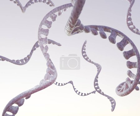Téléchargez les photos : Ribonucleic acid or RNA is a nucleic acid present in all living cells that has structural similarities to DNA. RNA is most often single stranded 3d rendering - en image libre de droit