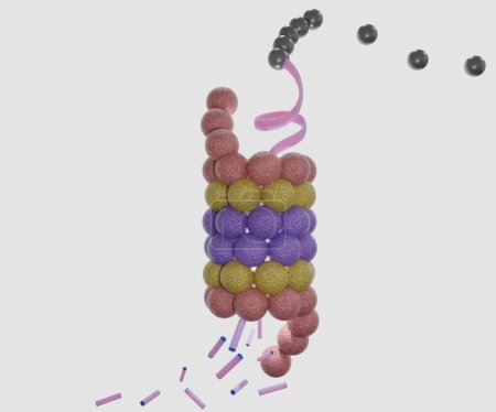 Téléchargez les photos : Protein degradation machineries in eukaryotic cells 3d rendering - en image libre de droit