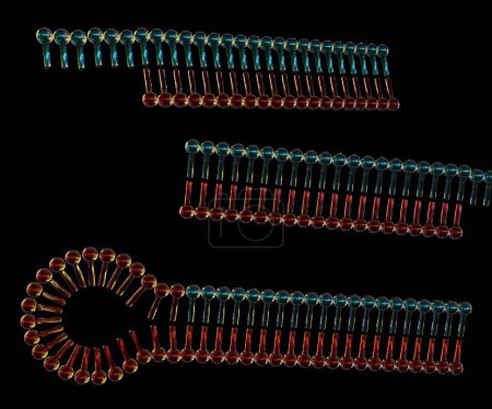 Photo for Small interfering RNA or siRNA or short interfering RNA or silencing RNA. shRNAs consist of sense and antisense sequences separated by a loop sequence 3D rendering - Royalty Free Image