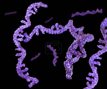 Photo for RNA abbreviation of ribonucleic acid. RNA typically is a single-stranded biopolymer 3D rendering - Royalty Free Image