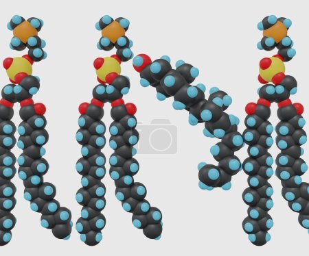 Photo for Isolated cholesterol molecule between phospholipid molecules membrane 3d rendering - Royalty Free Image