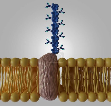Photo for Poly Protein G with Detection Antibodies to enhance Immunoassays sensitivity on the lipid bilayer bacteria outer layer 3d rendering - Royalty Free Image