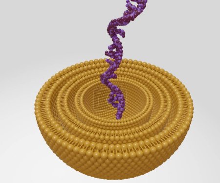 Foto de Hilo aislado de ARN dentro de la vesícula multilaminar. portador genético y encapsulación 3d rendering - Imagen libre de derechos