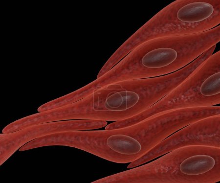 Foto de Una célula de músculo liso es un miocito en forma de huso con extremos anchos medios y cónicos, y un solo núcleo. Renderizado 3D aislado - Imagen libre de derechos