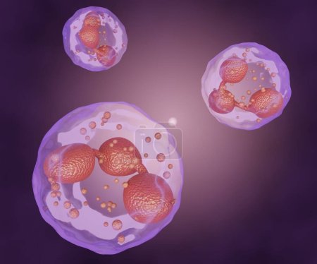 Foto de Neutrofilos también conocidos como neutrocitos, heterófilos o leucocitos polimorfonucleares tipo de granulocitos. Rendimiento aislado de glóbulos blancos 3d - Imagen libre de derechos