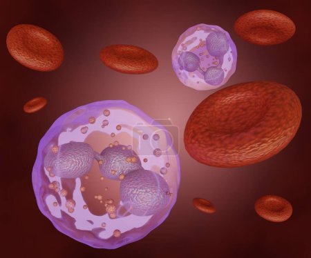 Neutrophile, auch Neutrozyten, Heterophile oder polymorphonukleäre Leukozyten genannt. Rote Blutkörperchen und weiße Blutkörperchen im Blutgefäß 3D-Rendering