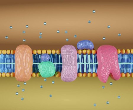 Foto de La cadena de transporte de electrones es una serie de proteínas y moléculas orgánicas que se encuentran en la membrana interna de la mitocondria 3d - Imagen libre de derechos