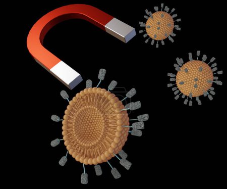 Photo for Magnetoliposome is liposome with coated magnetic nanoparticles attached outside of the lipid surface 3d rendering - Royalty Free Image