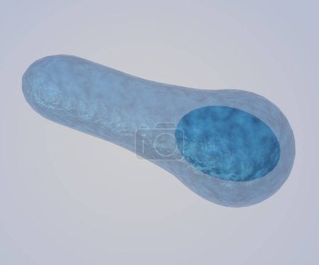 Photo for Spores produced by the bacteria Clostridium botulinum are heat-resistant and exist widely in the environment 3d rendering - Royalty Free Image