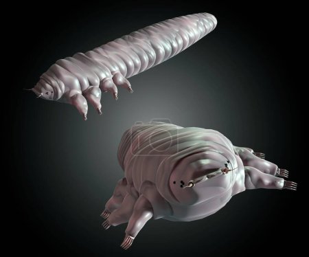 Photo for Demodex folliculorum mite is a type of parasite that lives on humans. tey are among the smallest of arthropods 3d rendering - Royalty Free Image