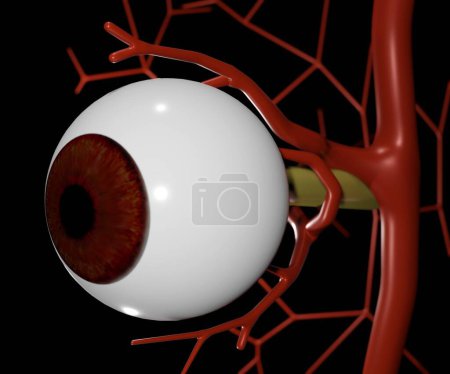 Foto de El suministro arterial al ojo. anatomía ocular aislada en el fondo blanco representación 3D - Imagen libre de derechos