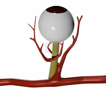 Photo for The arterial supply to the eye. eye anatomy isolated in the white background 3D rendering - Royalty Free Image