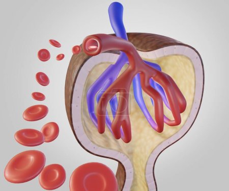 Téléchargez les photos : Le sang se déplace des artérioles afférentes au glomérule 3d rendant - en image libre de droit