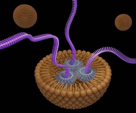 Téléchargez les photos : Volets d'ARN ou petits ARN interférents ou ARNm, ARNm ou CRISPR livraison médiée par des nanoparticules à base de lipides rendu 3d - en image libre de droit