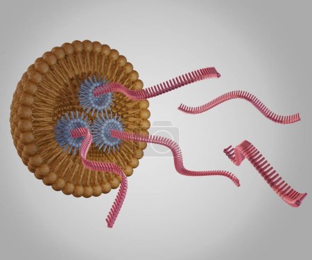 RNA-Stränge oder kleine interferierende RNA oder siRNA, mRNA oder CRISPR-Abgabe durch lipidbasierte Nanopartikel 3D-Rendering