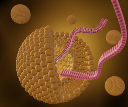 Photo for Liposomes are used to efficiently deliver cargo molecules such as siRNA, mRNA, or RNA into cells in vitro and in vivo 3d rendered - Royalty Free Image