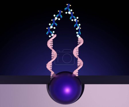 Photo for The Infinium Whole-Genome Genotyping assay is designed to interrogate many single nucleotide polymorphisms Using a single bead type and dual-color channel 3d rendering - Royalty Free Image