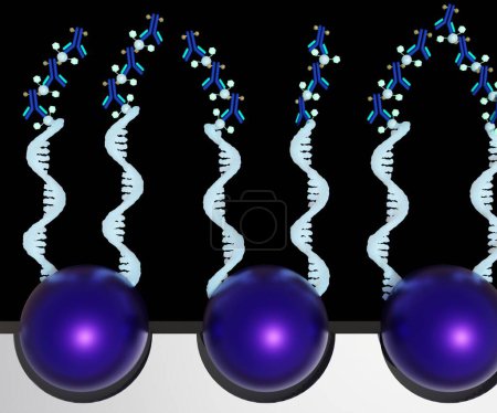 Foto de El ensayo de genotipado del genoma entero de Infinium está diseñado para interrogar a muchos polimorfismos de nucleótidos individuales utilizando un tipo de grano único y renderizado 3D de canal de doble color - Imagen libre de derechos