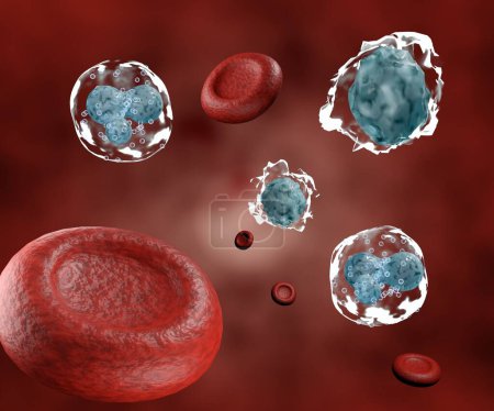 Foto de Leucocitos y basófilos glóbulos blancos y glóbulos rojos o eritrocitos - Imagen libre de derechos