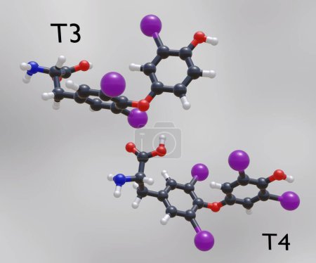 Photo for The main hormones produced by the thyroid gland are thyroxine or tetraiodothyronine or T4 and triiodothyronine or T3 3d rendering - Royalty Free Image