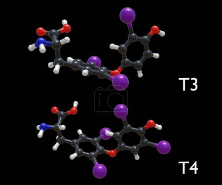 Photo for The main hormones produced by the thyroid gland are thyroxine or tetraiodothyronine or T4 and triiodothyronine or T3 3d rendering - Royalty Free Image