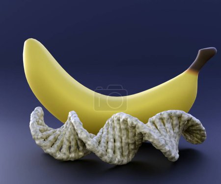 Photo for Ripped banana and DNA helix in the black background 3d rendering - Royalty Free Image