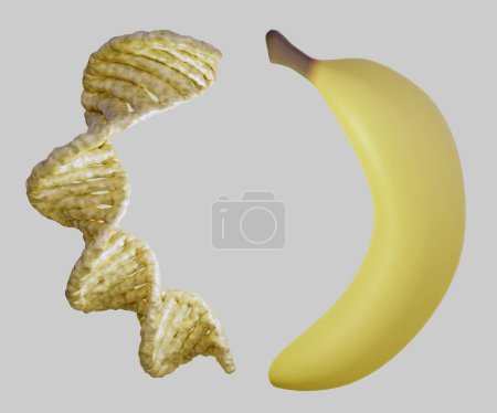 Photo for Ripped banana and DNA helix in the white background 3d rendering - Royalty Free Image