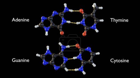 Photo for Isolated Adenine, thymine, cytosine and guanine are the four nucleotides found in DNA 3d rendering - Royalty Free Image