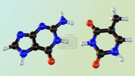 Photo for Isolated Adenine pairs with thymine are found in DNA 3d rendering - Royalty Free Image