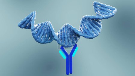 Foto de Los anticuerpos anti-ADN de doble cadena (Anti-dsDNA) son un grupo de anticuerpos antinucleares (ANA) cuyo antígeno diana es el renderizado 3D de ADN de doble cadena - Imagen libre de derechos