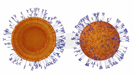 Photo for Half cut and whole antibody-modified liposomes or immuno-liposomes in the white background 3d rendering - Royalty Free Image