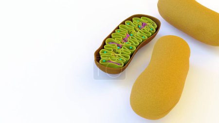 Photo for Full and half cut Mitochondria in the white background 3d rendering - Royalty Free Image