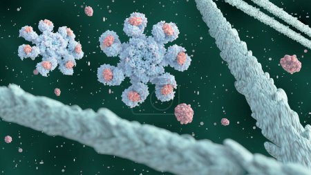 Téléchargez les photos : Le rendu 3D de la molécule d'apoptosome humain contient sept molécules d'apaf-1 disposées symétriquement dans une structure en forme de roue pour former un moyeu central - en image libre de droit