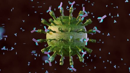 Téléchargez les photos : La production d'anticorps en 3D, principalement par liaison aux virions et neutralisation, et en dirigeant la lyse des cellules infectées par des leucocytes complémentaires ou tueurs, agissent contre le virus. - en image libre de droit