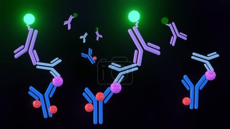 Téléchargez les photos : Un rendu 3D illustre une technique ELISA sandwich, où la détection d'antigènes est réalisée entre deux couches d'anticorps : un anticorps de capture et un anticorps de détection - en image libre de droit