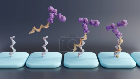 Antikörper-Oligonukleotid-Konjugate oder AOC-Einsatz in Antikörper-Arrays; 3D-Rendering