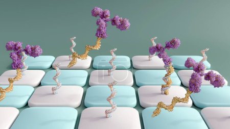 conjugués anticorps-oligonucléotides ou AOC utilisés dans les réseaux d'anticorps ; équarrissage 3d