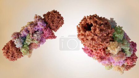 Téléchargez les photos : Rendu 3d de deux molécules protéasomiques isolées - en image libre de droit