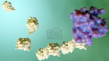 Photo for 3d rendering of ubiquitin is attached to target proteins by a process called ubiquitination - Royalty Free Image