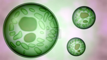 Photo for 3d rendering of Algae cells, contain three types of organelles: the nucleus, the chloroplast, and the mitochondrion. This algal cells have multiple nuclei - Royalty Free Image