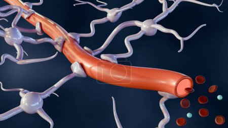 representación 3d de astrocitos con vaso sanguíneo, que se encuentra abundantemente en todo el cerebro y la médula espinal.