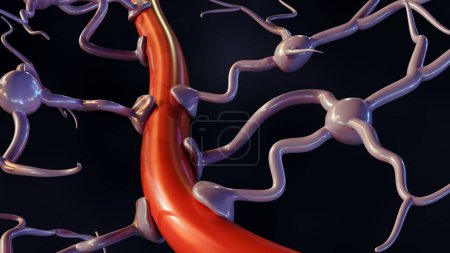 Foto de Representación 3d de astrocitos con vaso sanguíneo, que se encuentra abundantemente en todo el cerebro y la médula espinal. - Imagen libre de derechos