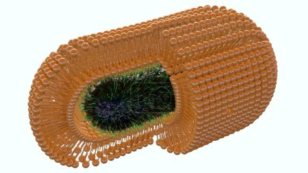 3D-Rendering von Bakterien sind mit einer extra selbstmontierten Lipidmembran beschichtet, um ihr Überleben gegen Umwelteinflüsse zu verbessern.