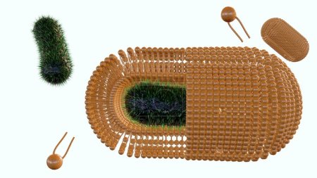 Téléchargez les photos : Le rendu 3D des bactéries est recouvert d'une membrane lipidique auto-assemblée supplémentaire pour améliorer leur survie contre les agressions environnementales. - en image libre de droit