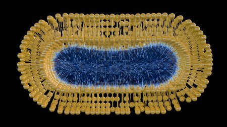 3D-Rendering von Bakterien sind mit einer extra selbstmontierten Lipidmembran beschichtet, um ihr Überleben gegen Umwelteinflüsse zu verbessern.