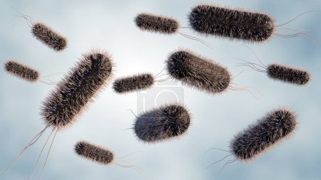 3D-Darstellung der E. coli-Verteilung auf mikroskopischer Ebene